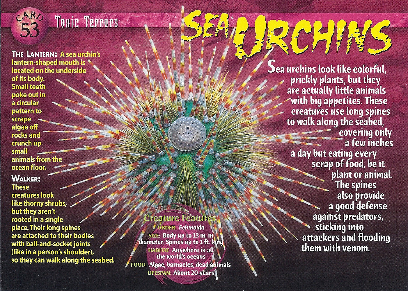 Sea urchin - Wikipedia