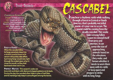 Cascabel front