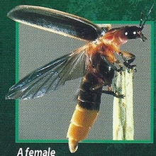 Fireflies Back Image