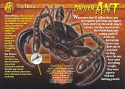 Driver Ant front