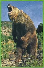 Grizzly Bear Back Image