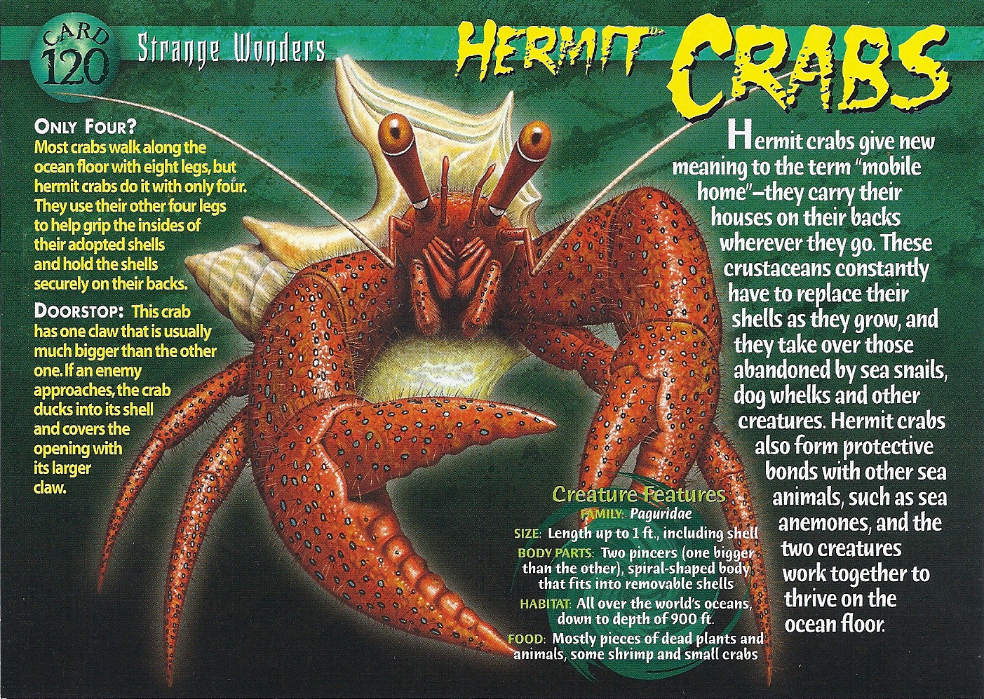 Hermit Crabs, Weird n' Wild Creatures Wiki