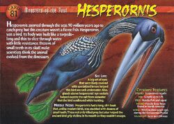 Hesperornis front