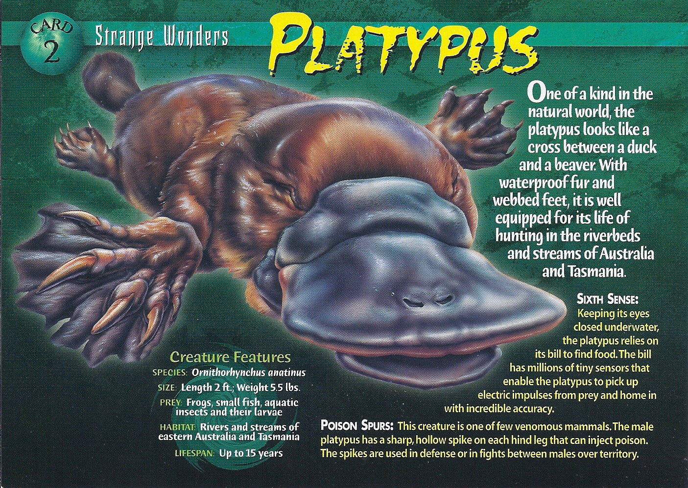 platypus です Papo Platypus #56011 - New in 2023 Venomous beaked mammal