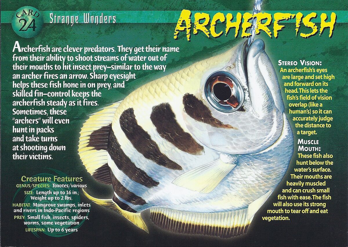 Archerfish, Weird n' Wild Creatures Wiki
