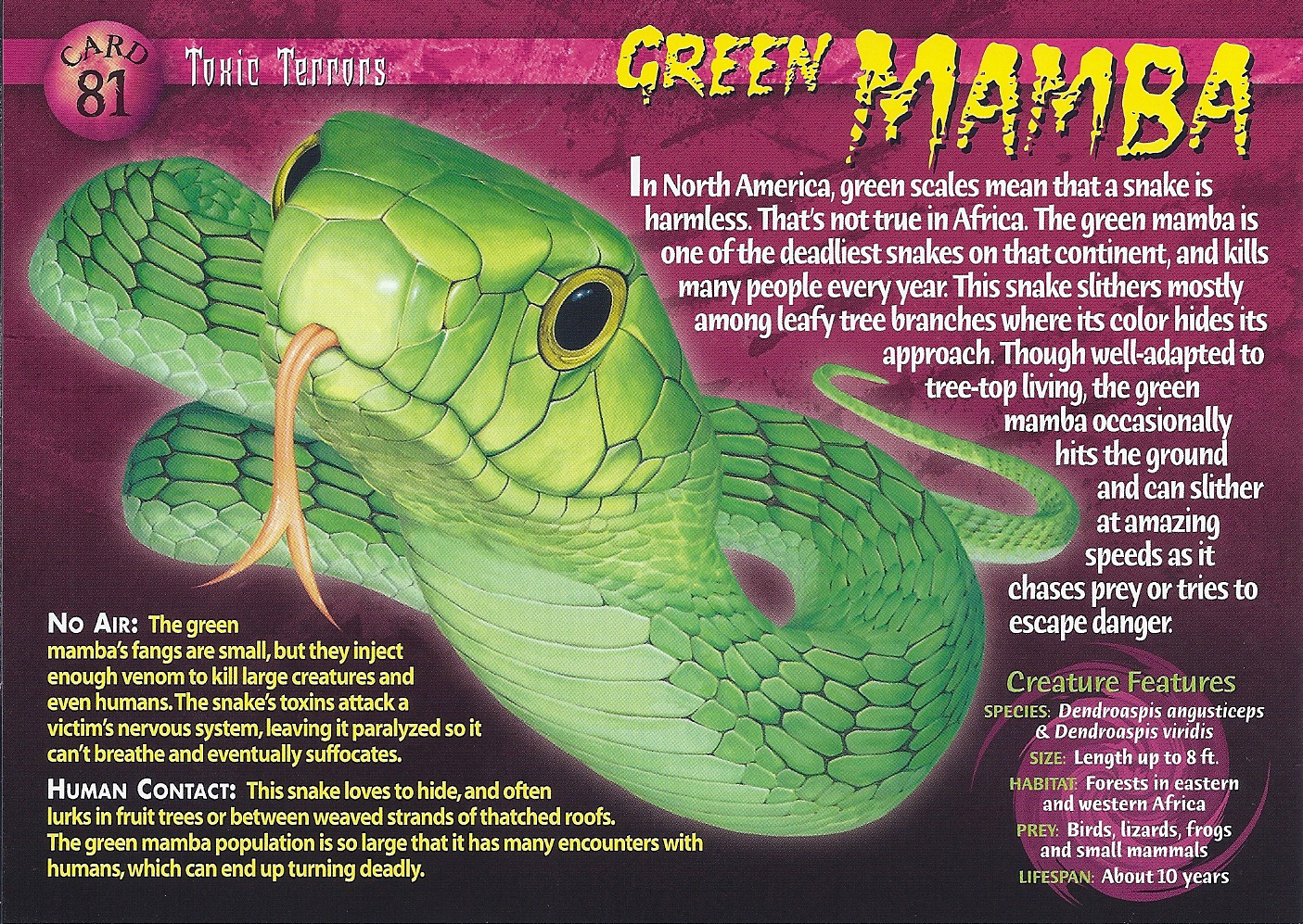 Eastern green mamba - Wikipedia