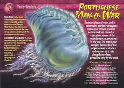Portuguese Man-o-War front