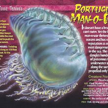 Portuguese Man O War Weird N Wild Creatures Wiki Fandom