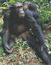 Chimpanzee Back Image