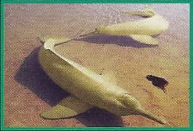 River Dolphins Back Image