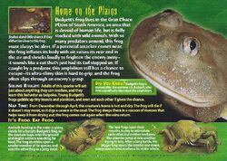 Budgett's Frog, Weird n' Wild Creatures Wiki