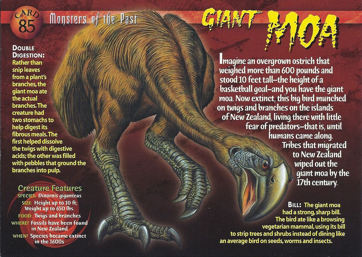 Giant Moa | Weird n' Wild Creatures Wiki | Fandom