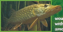 Pike Back Image