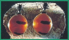 Honeypot Ants Back Image