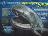 Megamouth Shark