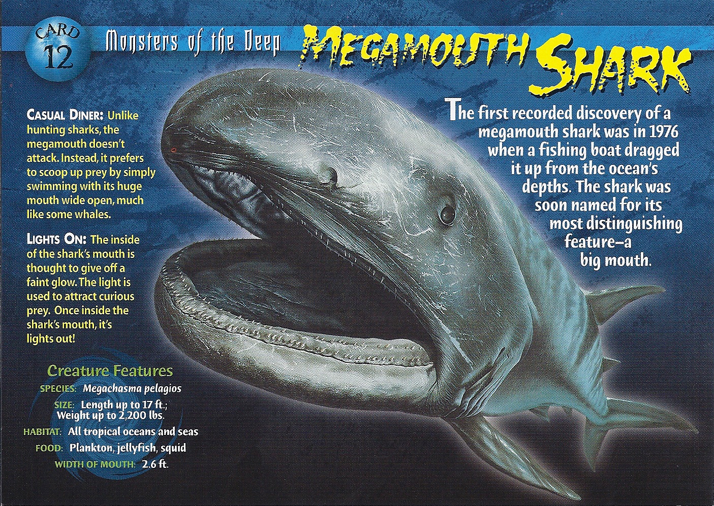 Megamouth Shark - Megachasma pelagios