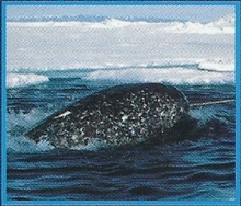 Narwhal Back Image