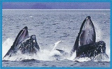 Humpback Whale Back Image