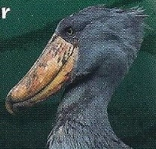 Shoebill | Weird n' Wild Creatures Wiki | Fandom