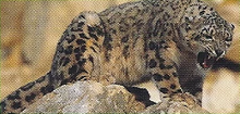 Snow Leopard Back Image
