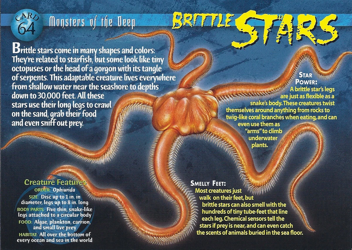 Brittle Stars Weird n' Wild Creatures Wiki Fandom