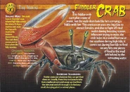 Fiddler Crab front.jpg (1.36 MB) Fiddler Crab