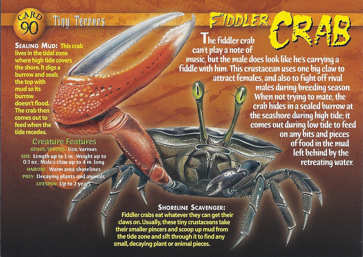 Fiddler Crab, Weird n' Wild Creatures Wiki