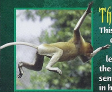 Proboscis Monkey Back Image