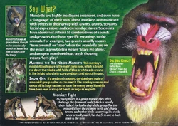 Mandrill | Weird n' Wild Creatures Wiki | Fandom