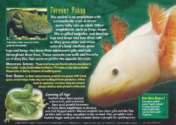 Axolotl | Weird n' Wild Creatures Wiki | Fandom