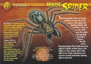 House Spider front.jpg (1.32 MB) House Spider