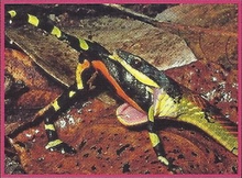 Poison Dart Frogs Back Image 1