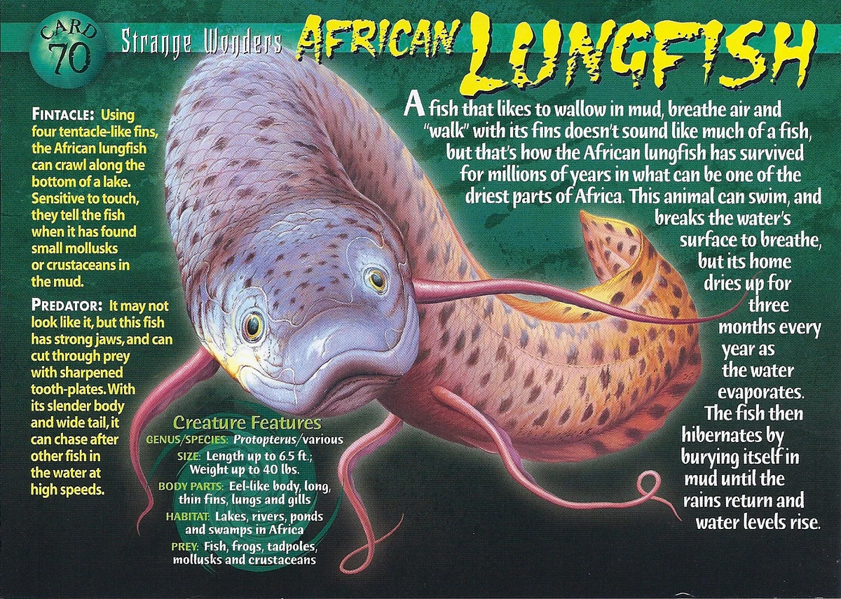 African Lungfish Weird n' Wild Creatures Wiki Fandom