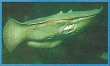 Electric Rays Back Image