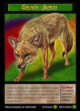 Golden Jackal