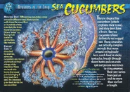 Sea Cucumbers front.jpg (1.51 MB) Sea Cucumbers
