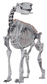 Chalicotherium Back Image