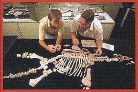 Elasmosaurus Back Image