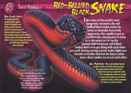 Red-Bellied Black Snake front