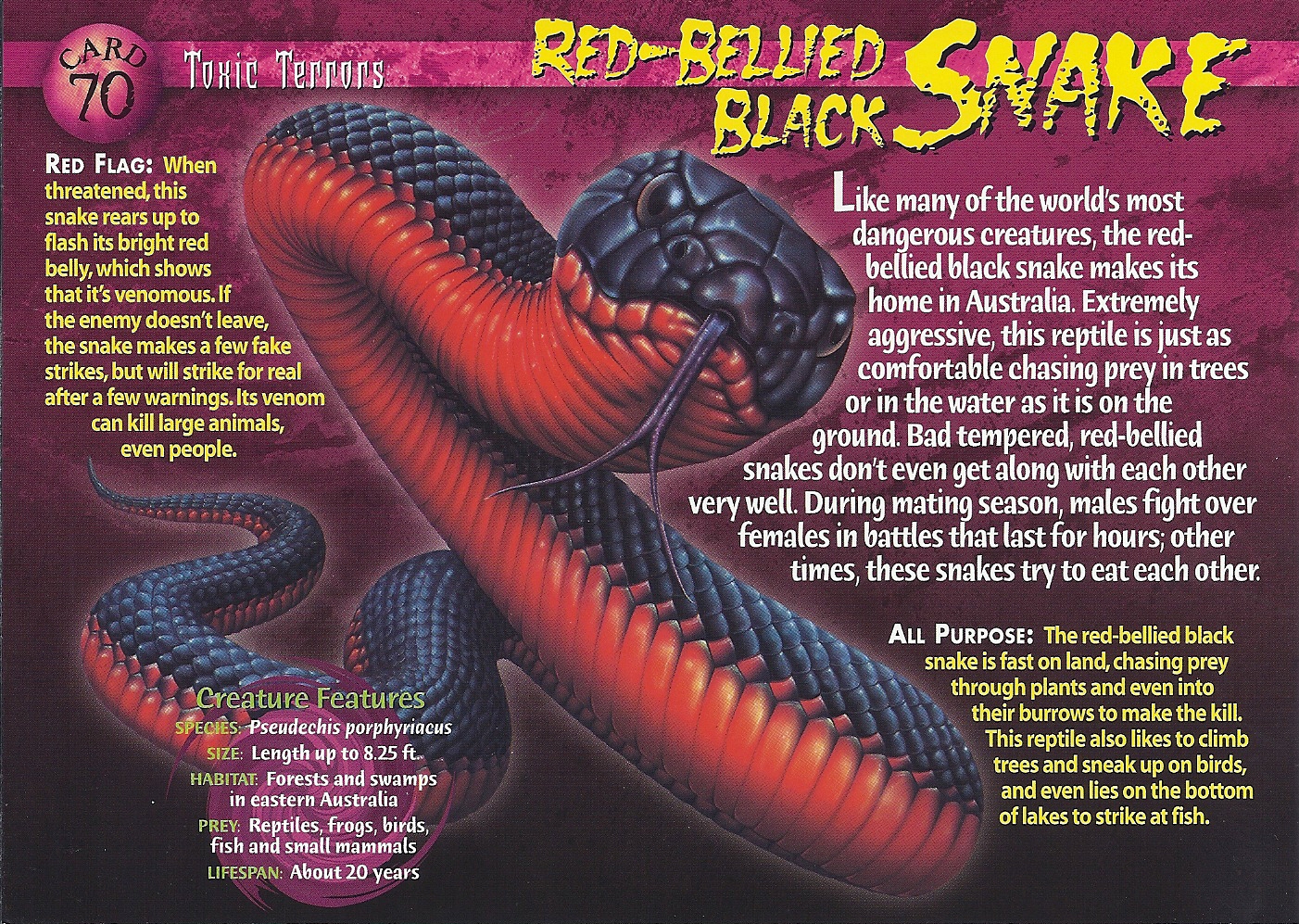 Red-bellied Snake