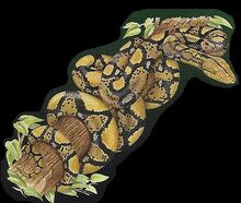 Reticulated Python 2