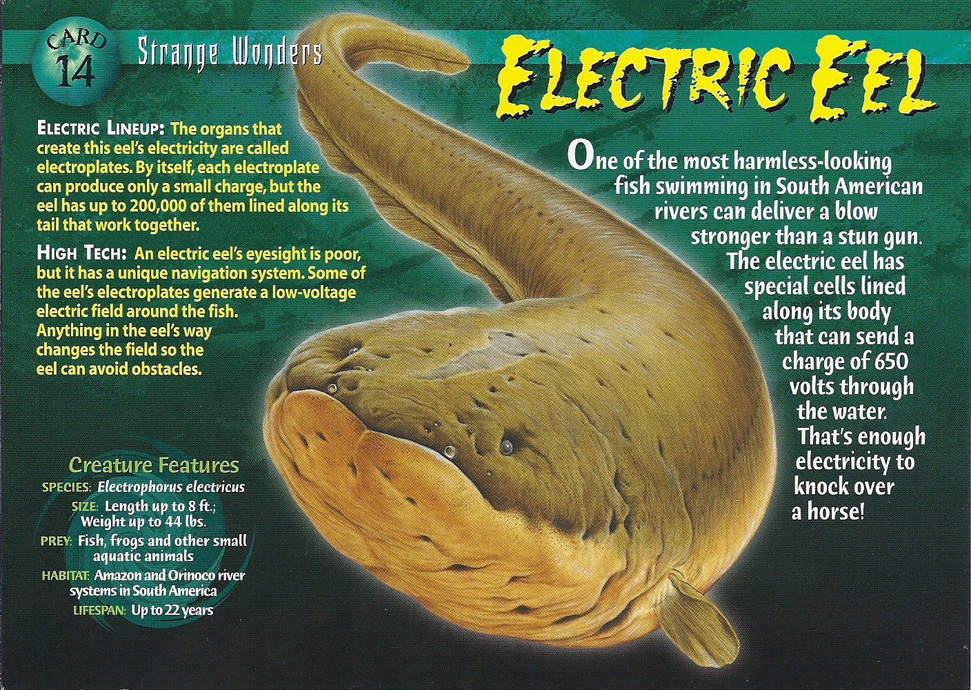 Electric Eel, Exotic Fish Wiki