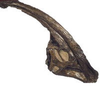 Parasaurolophus Back Image