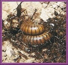 When real ants attack, they take no prisoners.