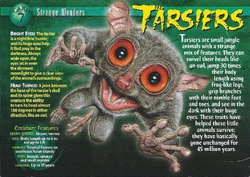 Tarsiers front