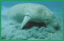 Dugong Back Image
