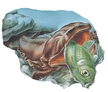 Giant Salamander Back Small.png