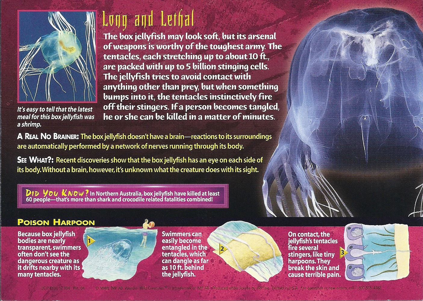 Box Jellyfish | Weird n' Wild Creatures Wiki | Fandom