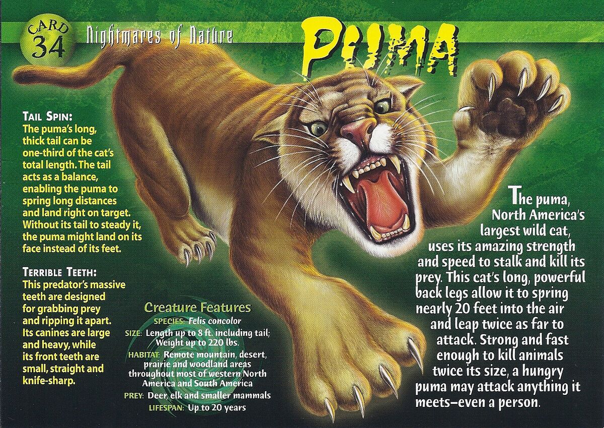 Ziek persoon Gemakkelijk Inconsistent Puma | Weird n' Wild Creatures Wiki | Fandom