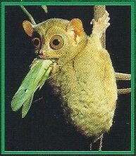 Tarsier 4